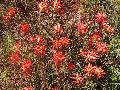 Texas Paintbrush / Castilleja indivisa  